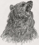 Profilbild von Bär