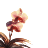 Bing Copilot Aulola-Orchidee.png