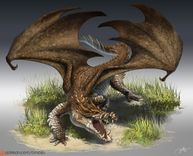 Niederer Drache (Typus) arvalis.jpg