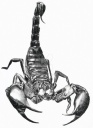 Skorpion ClyMaxx.jpg