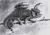 Tierform BlackAssasiN999.jpg